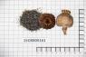 Click for 3 image(s) for this accession. Image